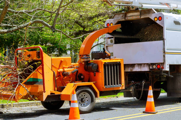 Best Tree Disease Treatment  in North Great River, NY